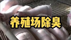 潔匠凈化·的凈工業除臭劑_【養殖場除臭】豬舍雞場牛場羊圈等，除臭劑讓禽畜呼吸更健康胃口更好、增強抵抗力！