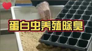 潔匠凈化·的凈工業除臭劑_蛋白蟲養殖除臭劑安全嗎？有必要嗎？重視養殖環境除臭，才能提高產率！