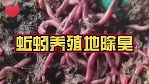 潔匠凈化·的凈工業除臭劑_蚯蚓養殖地除臭： 難聞異味該使用什么除臭劑？ 如何實現快速除臭？