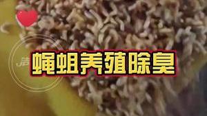 潔匠凈化·的凈工業除臭劑_蠅蛆養殖惡臭味、酸臭味、腐敗味，根源除臭就用潔匠工業除臭劑！